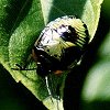 Stink Bug