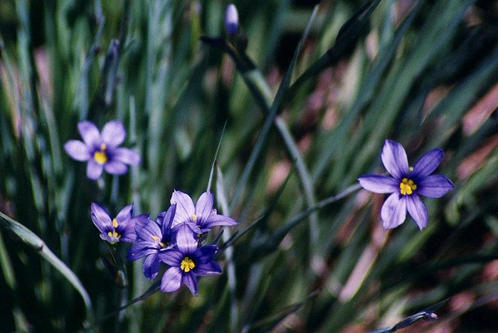 Blue-eyed Grass
