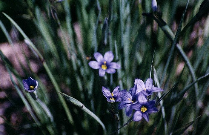 Blue-eyed Grass