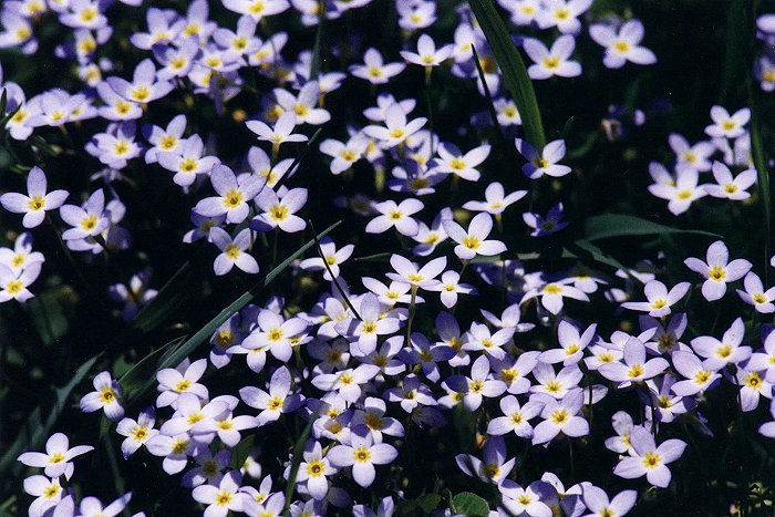 Bluets