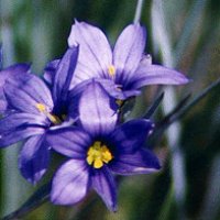 Blue Flowers