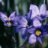 Blue-eyed Grass
