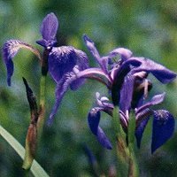Blue Flag