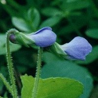 Blue Bilaterally Symmetrical