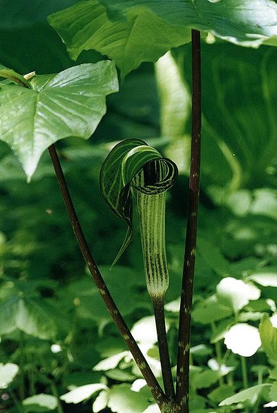 Jack-in-the-pulpit in Nun's Island