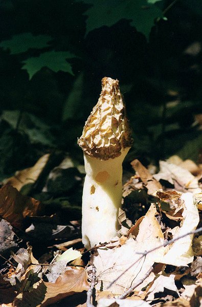 brown mushroom in Ile Bizard