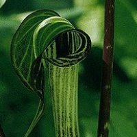 Jack-in-the-pulpit