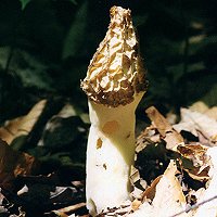 Brown Mushrooms