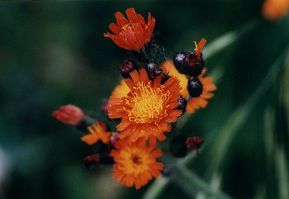 Orange Hawkweed in park Mont Tremblant