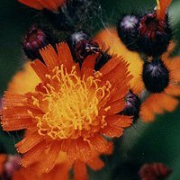 Radially Symmetrical Orange Flowers