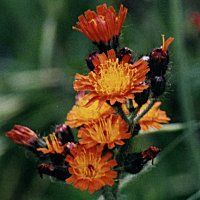 Orange Hawkweed