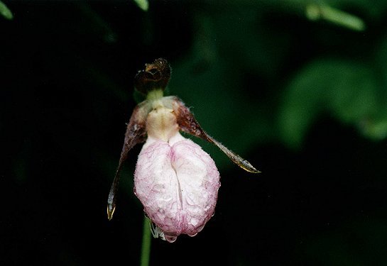 Pink Lady's Slipper in park Mont Tremblant