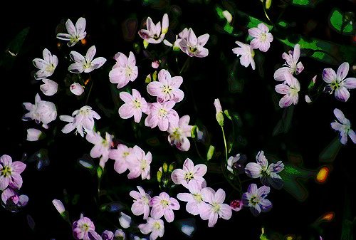 Spring Beauty