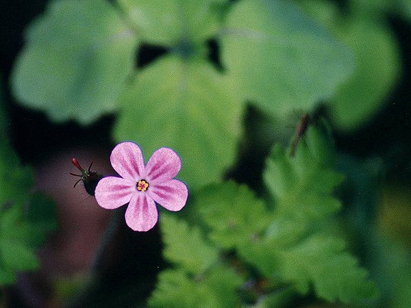 unidentified Pink Flower