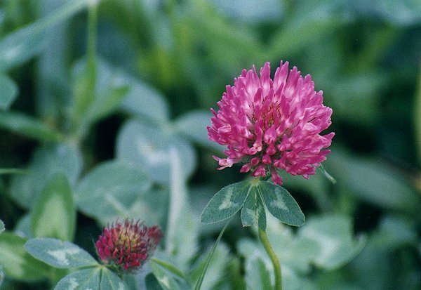 Red Clover