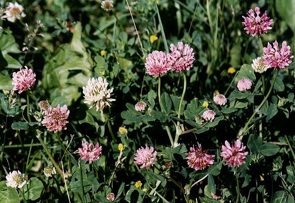 Red Clover