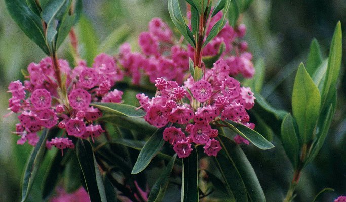 Sheep Laurel