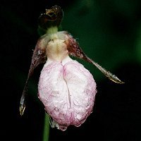 Bilaterally Symmetrical Pink Flowers