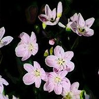 Spring Beauty