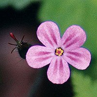 Pink Flowers