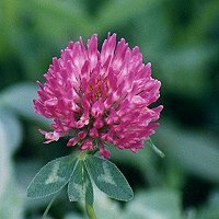 Red Clover