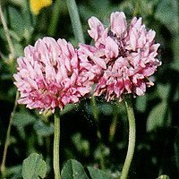Red Clover