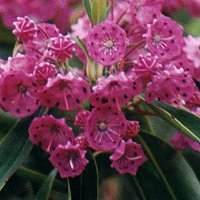 Pink Rounded Clusters