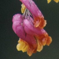 Tall Corydalis