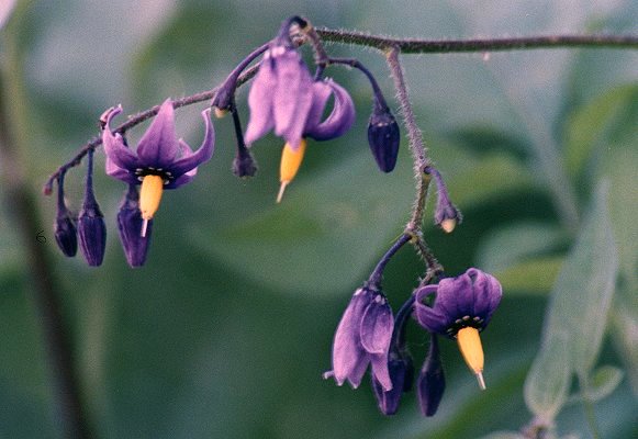 Bittersweet Nightshade in Longueuil