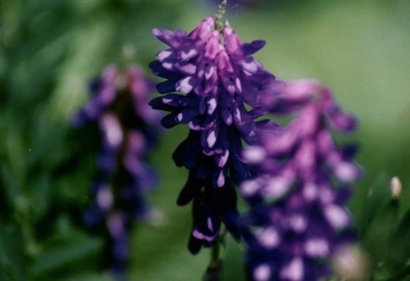 Cow Vetch