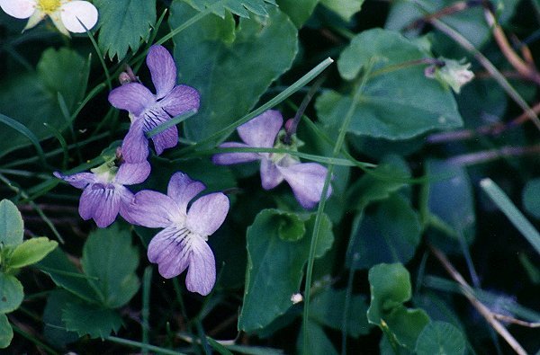 Dog Violet
