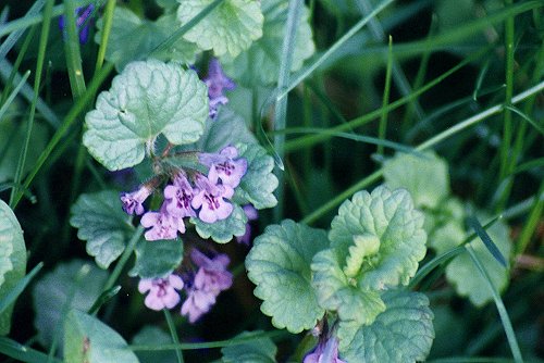 Ground Ivy