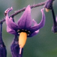 Bittersweet Nightshade