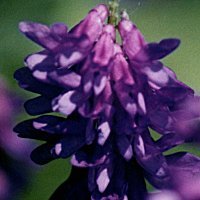 Purple Elongated Clusters