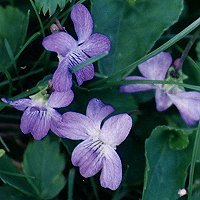 Bilaterally Symmetrical Purple Flowers