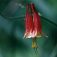 Wild Columbine