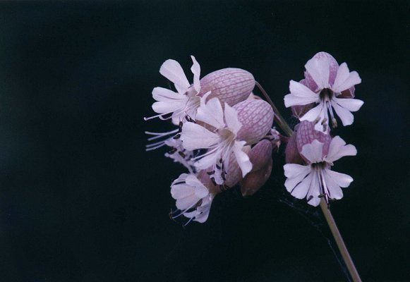 Bladder Campion