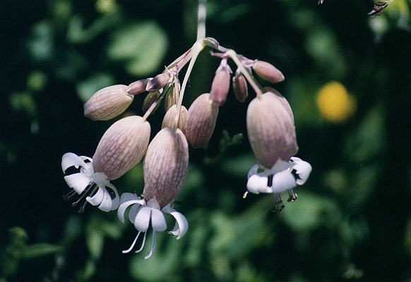 Bladder Campion