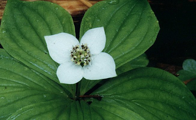 Bunchberry