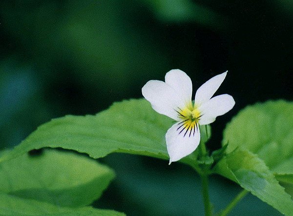 Canada Violet
