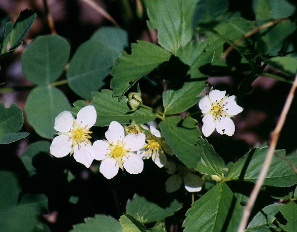 Common Strawberry