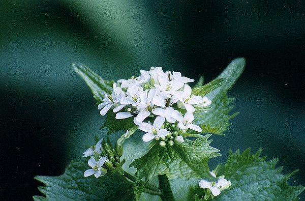 Garlic Mustard