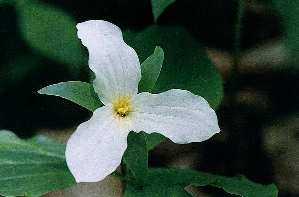 Large-flowered Trillium in Ile Bizard