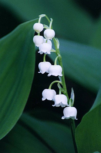 Lily-of-the-valley