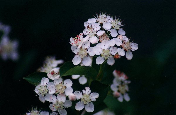 White Meadowsweet