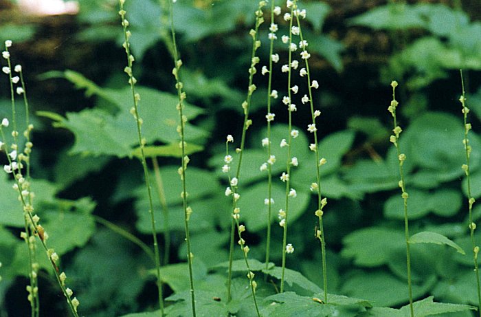 Two-leaved Mitrewort in Ile Bizard