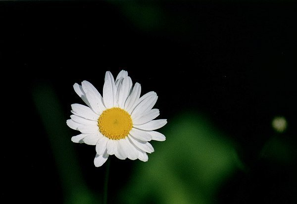 Oxeye Daisy