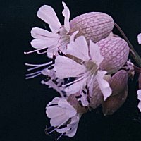 Bladder Campion