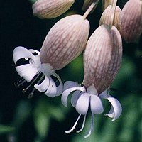 Bladder Campion