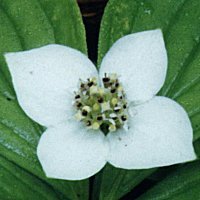 Bunchberry